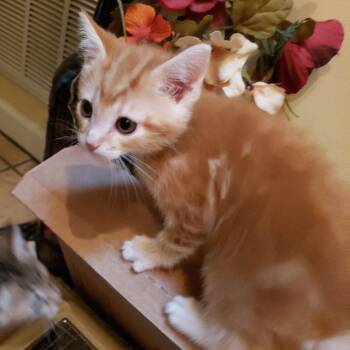 Cicle -  Domestic Short Hair Cat for Adoption in Madisonville, Tennessee - Cicle | PetCurious