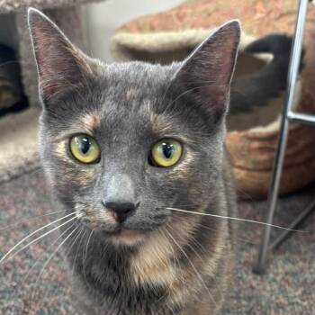 Turtle -  Domestic Short Hair Cat for Adoption in Buffalo, New York - Turtle | PetCurious
