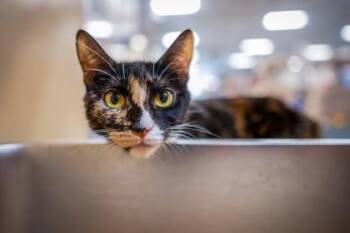 Janet -  Domestic Short Hair Cat for Adoption in Lowell, Massachusetts - Janet | PetCurious
