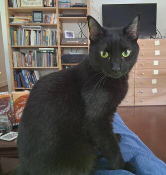 Tail (Star of the Chippentails) -  Bombay and Domestic Short Hair Cat for Adoption in Houston, Texas - Tail (Star Of The Chippentails) | PetCurious