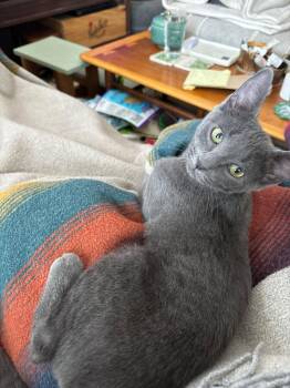 Ellie -  Domestic Short Hair Cat for Adoption in Melrose, Massachusetts - Ellie | PetCurious