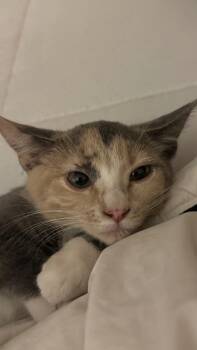 Lileth -  Domestic Short Hair Cat for Adoption in Ogden, Utah - Lileth | PetCurious