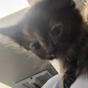 Trudy -  Domestic Short Hair Cat for Adoption in New Kensington, Pennsylvania - Trudy | PetCurious