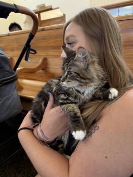 Jack Jack ( Miranda) -  Maine Coon and Domestic Long Hair Cat for Adoption in Napa, California - Jack Jack ( Miranda) | PetCurious