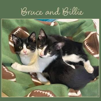 Billie -  Domestic Short Hair Cat for Adoption in Flint Hill, Virginia - Billie | PetCurious