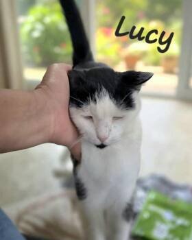 Lucy -  Domestic Short Hair Cat for Adoption in Hazlet, New Jersey - Lucy | PetCurious