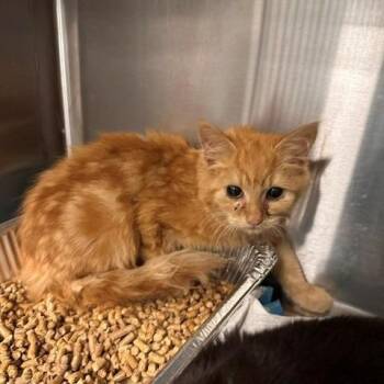 Cream Soda -  Domestic Short Hair Cat for Adoption in Greensboro, North Carolina - Cream Soda | PetCurious