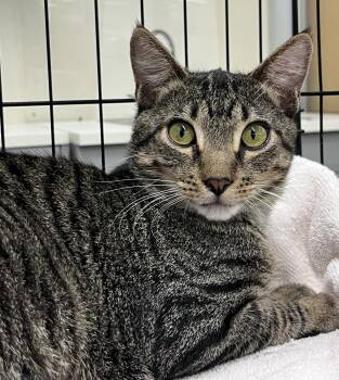 Noble -  Domestic Short Hair Cat for Adoption in Bridgeport, Connecticut - Noble | PetCurious