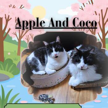 Domestic Long Hair Cats Available for Adoption in Berwyn Heights, Maryland - Apple & Coco | PetCurious
