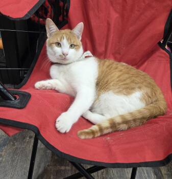 Domestic Short Hair Cats Available for Adoption - Copper | PetCurious