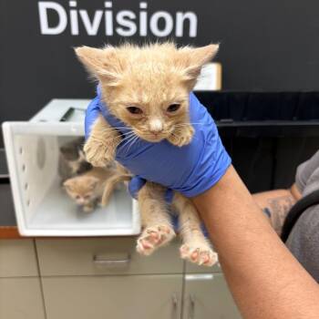 Harrison -  Domestic Short Hair Cat for Adoption in Columbus, Georgia - Harrison | PetCurious