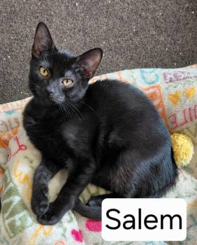 Rescue Domestic Short Hair Cats for Adoption in Landenberg, Pennsylvania - Salem | PetCurious