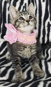 Savannah -  Tabby Cat for Adoption in Island Park, New York - Savannah | PetCurious
