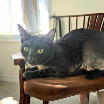 Rescue Domestic Short Hair Cats for Adoption in Chuckey, Tennessee - Duke | PetCurious
