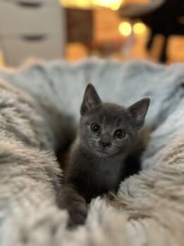 Domestic Short Hair Cats Available for Adoption - Xena | PetCurious