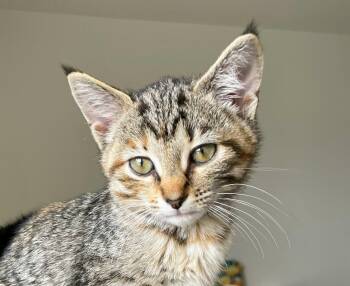 Rescue American Bobtail and Domestic Short Hair Cats for Adoption in Murfreesboro, Tennessee - Madison | PetCurious