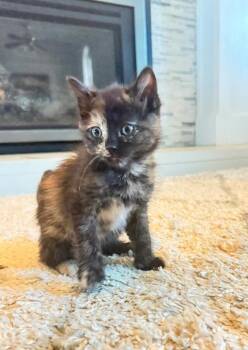 Priscilla -  Domestic Short Hair Cat for Adoption in Salt Lake City, Utah - Priscilla | PetCurious