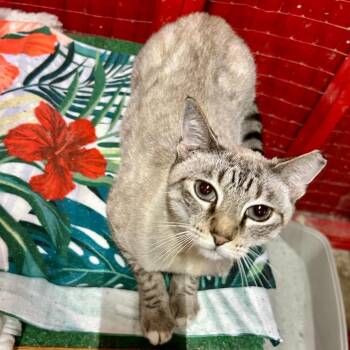 Rescue Domestic Short Hair Cats for Adoption in Centerville, Georgia - Skylar | PetCurious