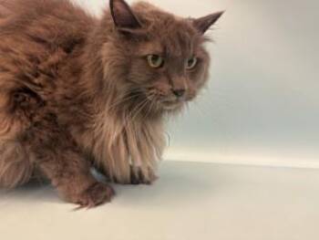 Gigi -  Domestic Medium Hair and Domestic Short Hair Cat for Adoption in Golden Valley, Minnesota - Gigi | PetCurious