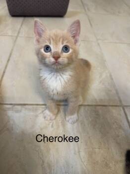 Rescue Domestic Short Hair Cats for Adoption in Parkville, Maryland - Cherokee | PetCurious