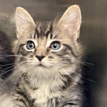 Iron -  Domestic Medium Hair Cat for Adoption in Palm Springs, California - Iron | PetCurious