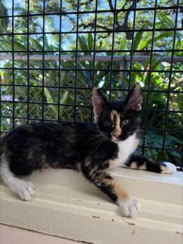 Merc -  Domestic Short Hair Cat for Adoption in Honolulu, Hawaii - Merc | PetCurious