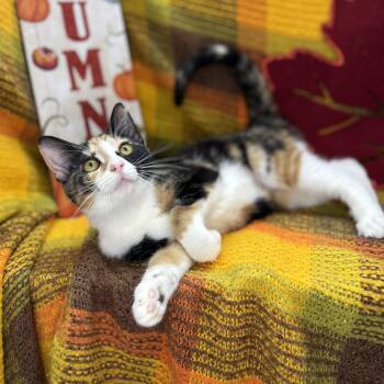 Rescue Calico Cats for Adoption in Mount Vernon, Illinois - Tiramisu | PetCurious