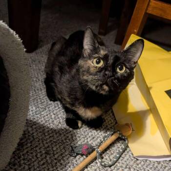 Sammie (Courtesy Post) -  Domestic Short Hair Cat for Adoption in Lemoyne, Pennsylvania - Sammie (Courtesy Post) | PetCurious