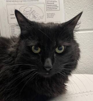Blake -  Domestic Long Hair Cat for Adoption in Golden, Colorado - Blake | PetCurious