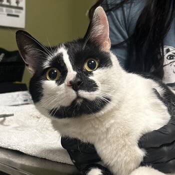 Domestic Short Hair Cats Available for Adoption in Baltimore, Maryland - Pinto | PetCurious