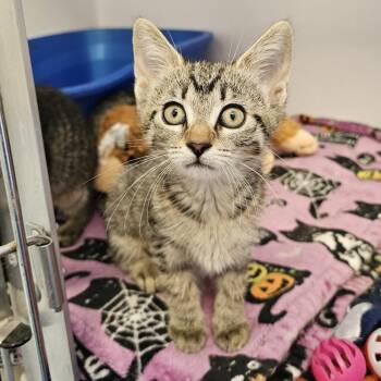 Megan -  Domestic Short Hair Cat for Adoption in Monroe, Michigan - Megan | PetCurious