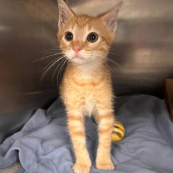 Domestic Short Hair Cats Available for Adoption in Belleville, Illinois - Elliot | PetCurious