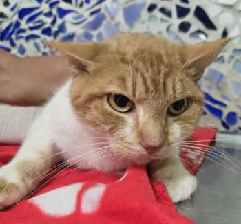 Domestic Short Hair Cats Available for Adoption in Pensacola, Florida - COLBY | PetCurious