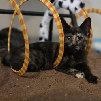 Rescue Domestic Short Hair Cats for Adoption in Madison, Wisconsin - Bambi | PetCurious