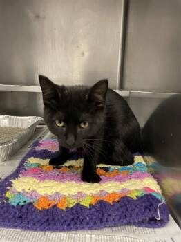 Rescue Domestic Short Hair Cats for Adoption in Aurora, Illinois - ACEYMAC | PetCurious