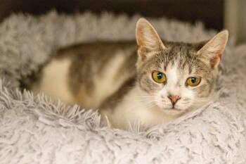 Domestic Short Hair Cats Available for Adoption in Hilton Head Island, South Carolina - Sandy Cheeks | PetCurious