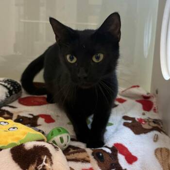 Char -  Domestic Short Hair Cat for Adoption in Beaumont, Texas - Char | PetCurious