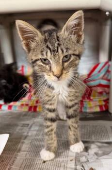 Bopca -  Domestic Short Hair Cat for Adoption in Cincinnati, Ohio - Bopca | PetCurious