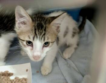 Mango Kitten #3 -  Domestic Short Hair Cat for Adoption in Detroit Lakes, Minnesota - Mango Kitten #3 | PetCurious
