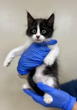 Oreo -  Domestic Short Hair Cat for Adoption in Victorville, California - Oreo | PetCurious