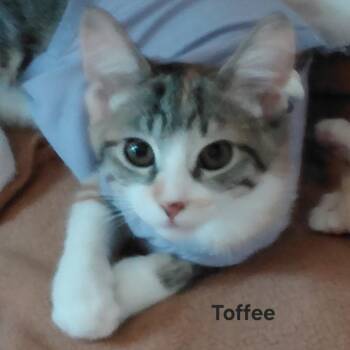 Toffee -  Domestic Short Hair Cat for Adoption in Morgan Hill, California - Toffee | PetCurious