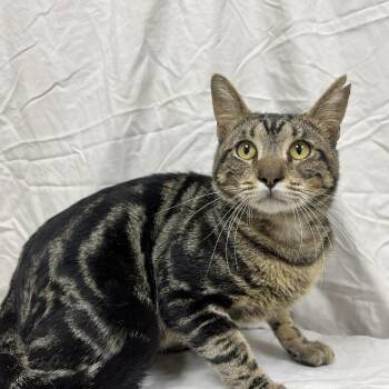 Cartouche -  Domestic Short Hair Cat for Adoption in Lyndhurst, Virginia - Cartouche | PetCurious