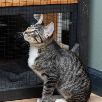 Toodleoo -  American Shorthair Cat for Adoption in Lake Jackson, Texas - Toodleoo | PetCurious