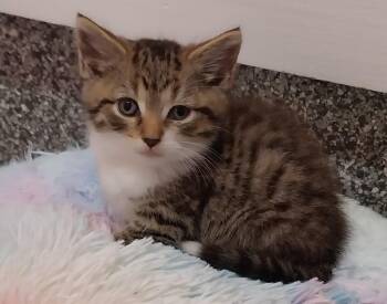 Atlas * IN FOSTER * -  Domestic Medium Hair Cat for Adoption in South Bend, Indiana - Atlas * IN FOSTER * | PetCurious