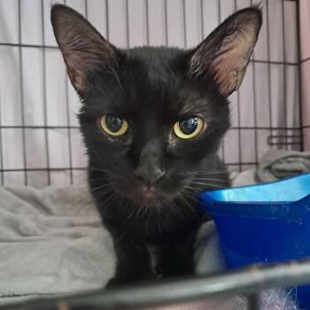 Freya -  Domestic Short Hair Cat for Adoption in Concord, New Hampshire - Freya | PetCurious