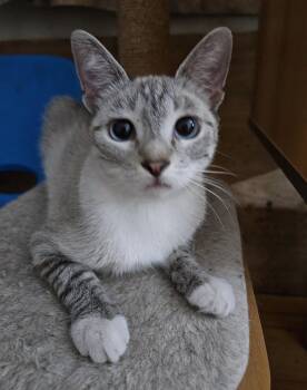 Tansy -  Siamese Cat for Adoption in Youngtown, Arizona - Tansy | PetCurious