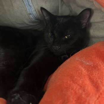Pepsi -  Domestic Short Hair Cat for Adoption in Rock Falls, Illinois - Pepsi | PetCurious