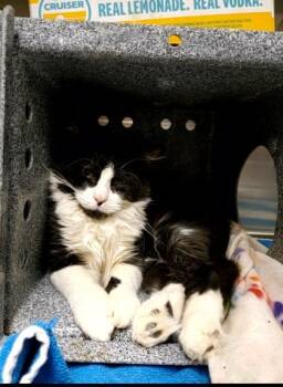 Rescue Domestic Short Hair Cats for Adoption in Fallston, Maryland - Captain | PetCurious