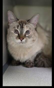 Siamese Cats Available for Adoption in Lafayette, Colorado - Sugar | PetCurious