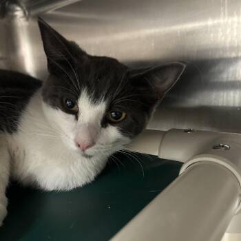 Parker -  Domestic Short Hair Cat for Adoption in Salt Lake City, Utah - Parker | PetCurious